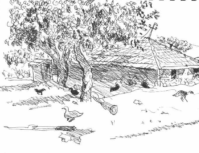 dessin de bernard landelle basse cour