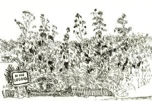 dessin de bernard landelle eucaliptus